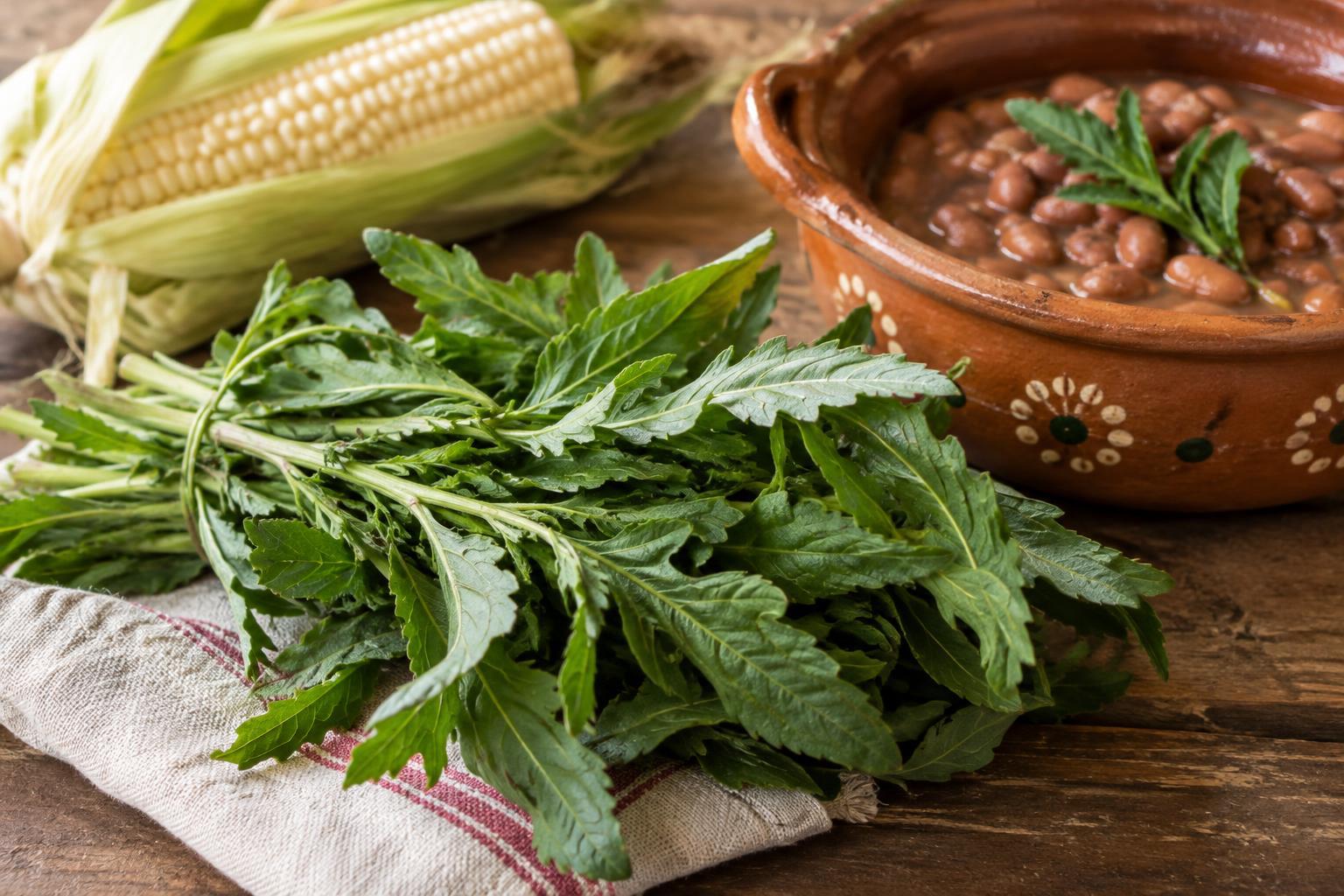 Epazote: How to Recognize It and Use It in Beans and Corn